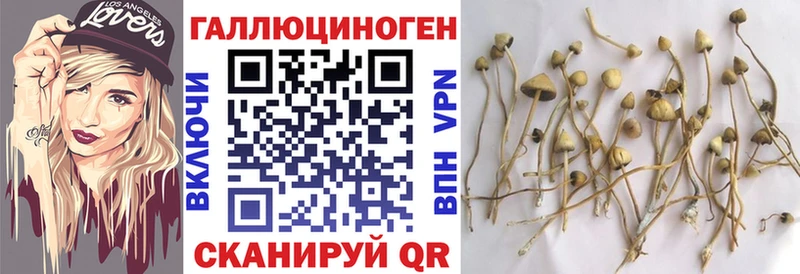 Купить где  Чердынь  Псилоцибиновые грибы Cubensis 